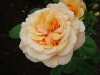 garden-glory2