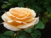 garden-glory3