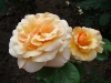 garden-glory4