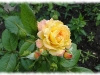gartenspas