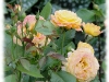 gartenspas