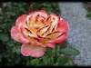 gartenspas