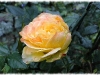 gartenspas