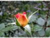 gartenspas