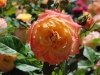 garden-delight
