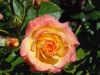 garden-delight3