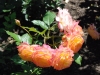 garden-delight4