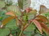 gartenspas