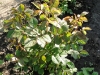 gartenspas2