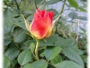 gartenspas3