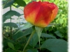 gartenspas4