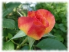 gartenspas5