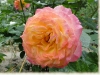 gartenspas6