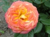 gartenspas7