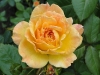 gartenspas8