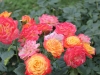 gartenspass0