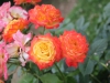 gartenspass8