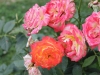gartenspass9