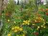 tulipany-2.jpg