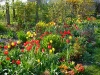 tulipany.jpg