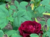 souvenir-du-dr-jamainvg-016