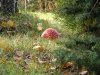 muchomor-czerwony-08.jpg