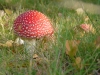 przystojniak-pazdziernik-08.jpg