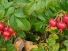 rosa-rugosa-pazdziernik.jpg