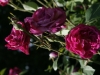 futtaker-schilimgrose2