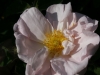 inis