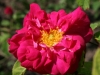 red-damask