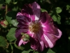 roserai-de-commer