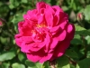 sir-henry