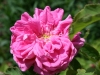 sophie-de-marsilly