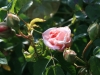 tender-blush