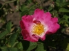 velutinaeflora