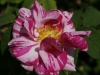 versicolor-parchen