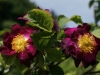 violacea