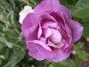 blue-for-you1