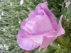 blue-for-you9