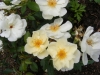 elegant-pearce