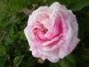 georges-vibert