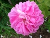 heidemarie-plucker