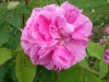 heidemarie-plucker2