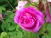 heidemarie-plucker3