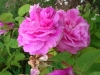 heidemarie-plucker4