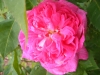 leveson-grower