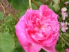 leveson-grower5