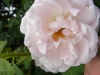 mannings-blush2