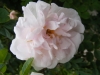 mannings-blush3